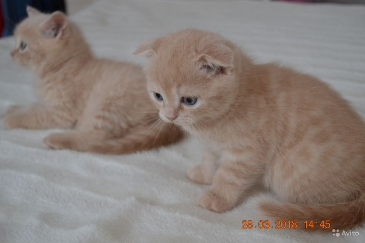 Шотландская вислоухая кошка светло рыжий