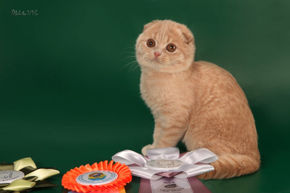 Шотландская вислоухая кофе с молоком