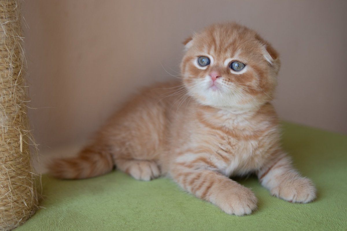 Шотландские вислоухие котята персиковые