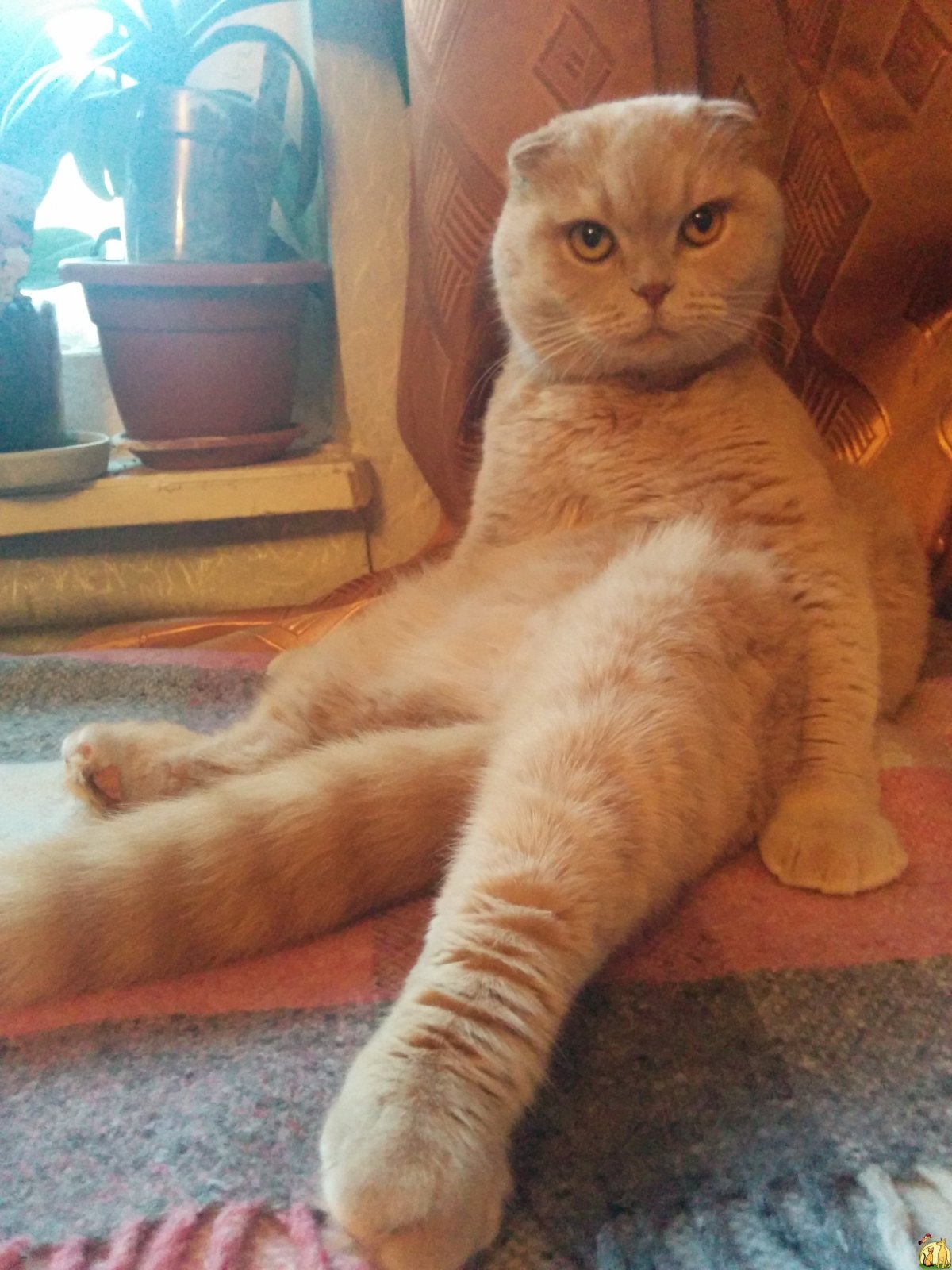 Шотландский вислоухий кот бежевый