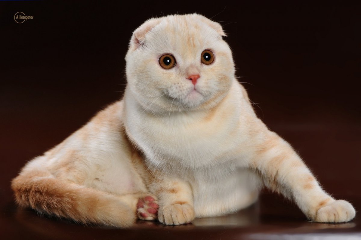 Скоттиш фолд кот персиковый
