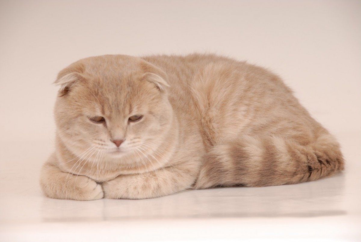 Вислоухий кот персикового цвета