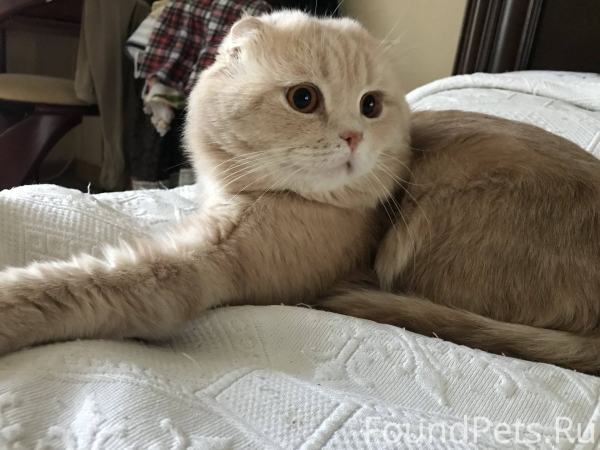 Персиковый вислоухий британец