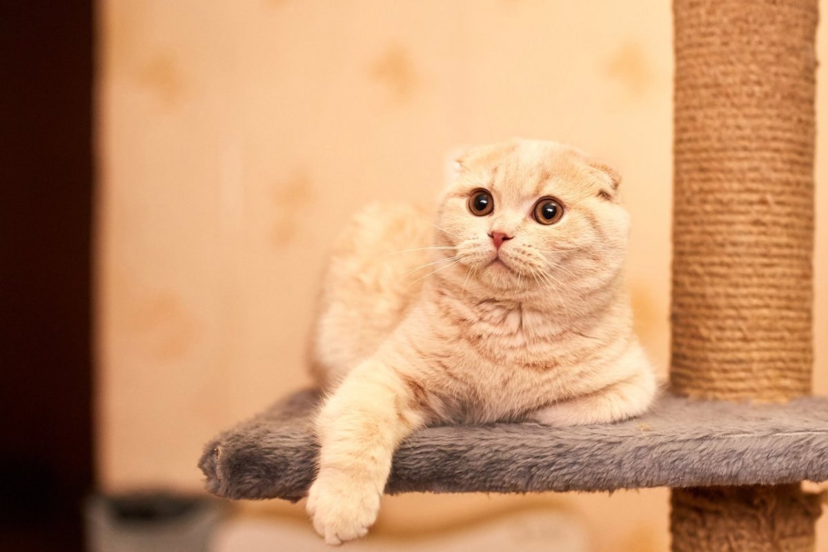 Вислоухий скоттиш фолд персиковый