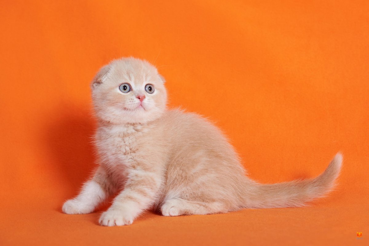 Шотландская вислоухая кот персик