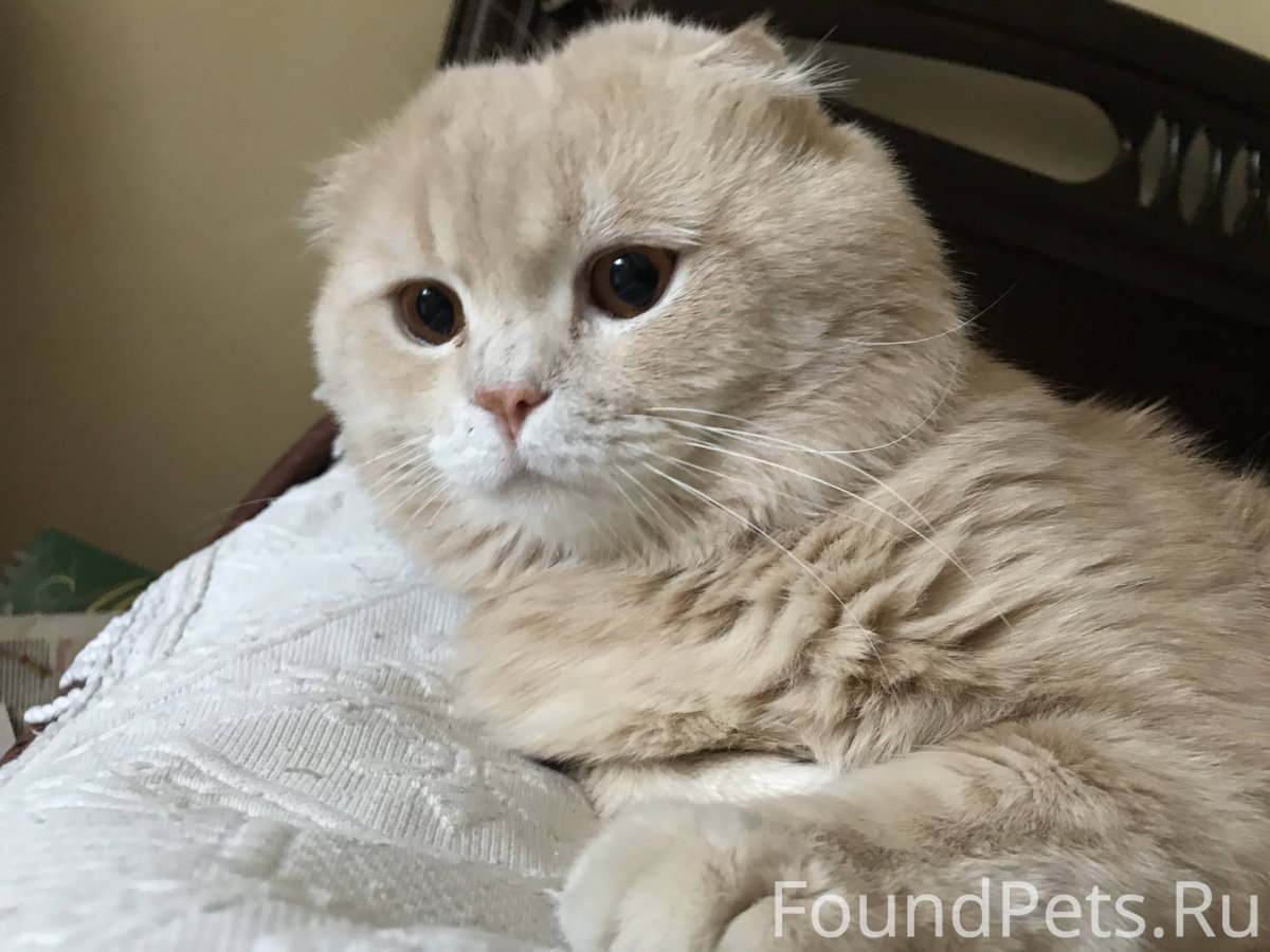 Пропал кот шотландский вислоухий