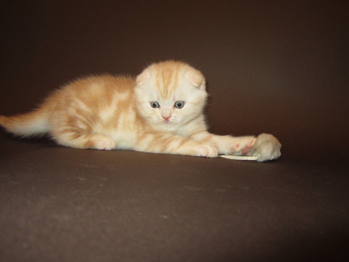 Новорожденные котята