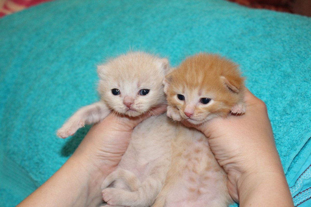 Скоттиш фолд