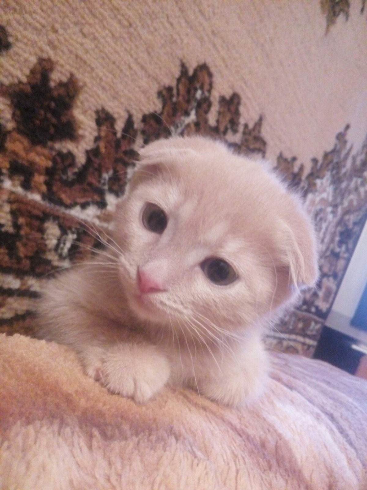 Шотландская вислоухая кошка