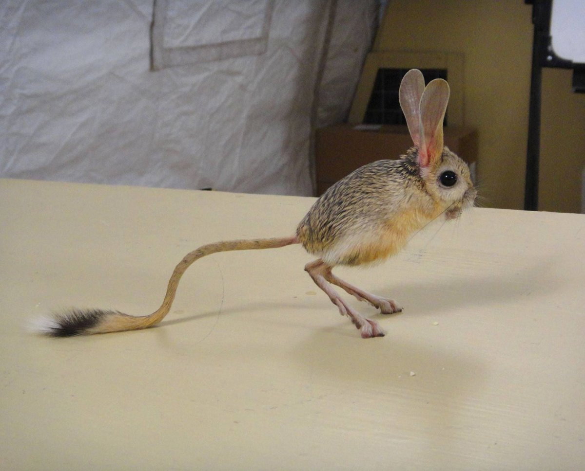 Бесхвостые крысы