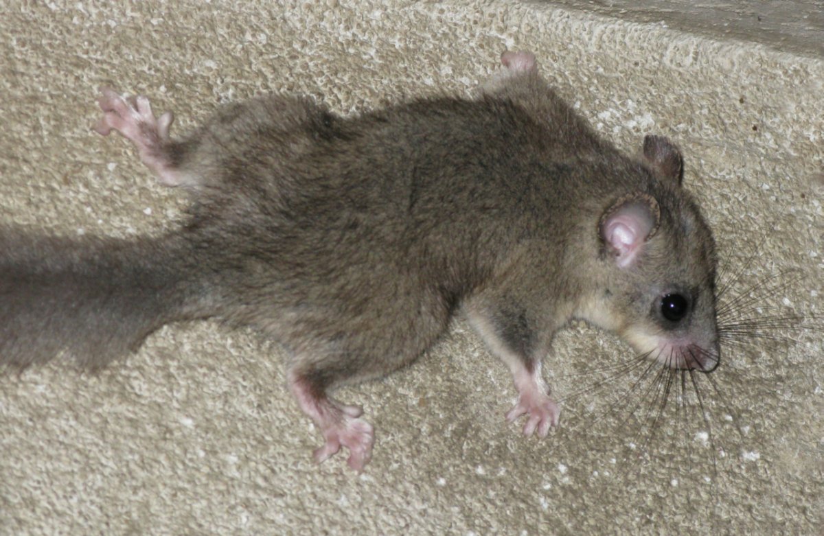 Крысобелка полчок