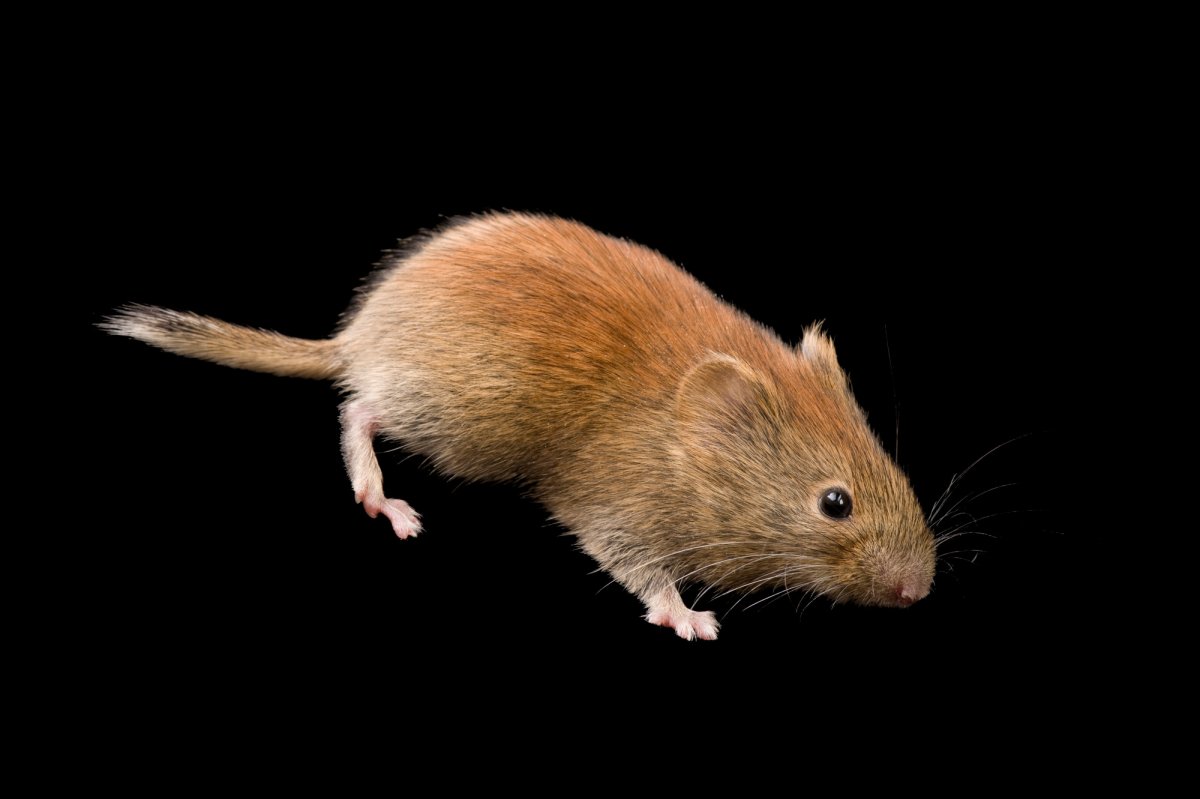 Серый зверек с пушистым хвостом