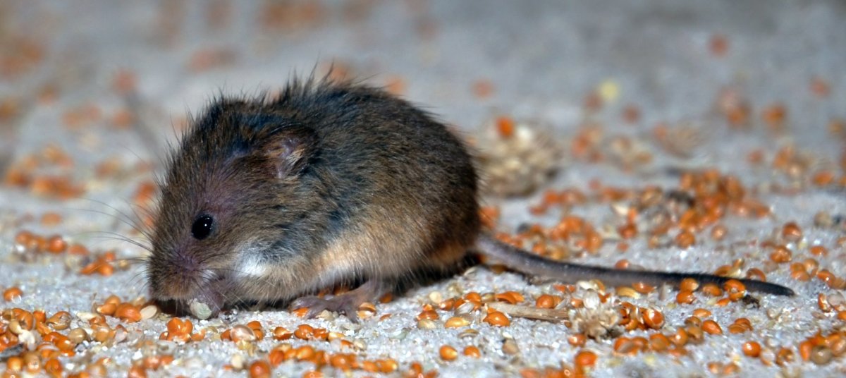 Домашнее животное с хвостом