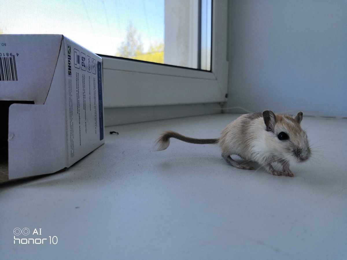 Мышь с пушистым хвостом