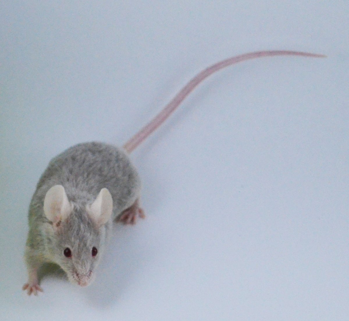 Мышка с длинным хвостом