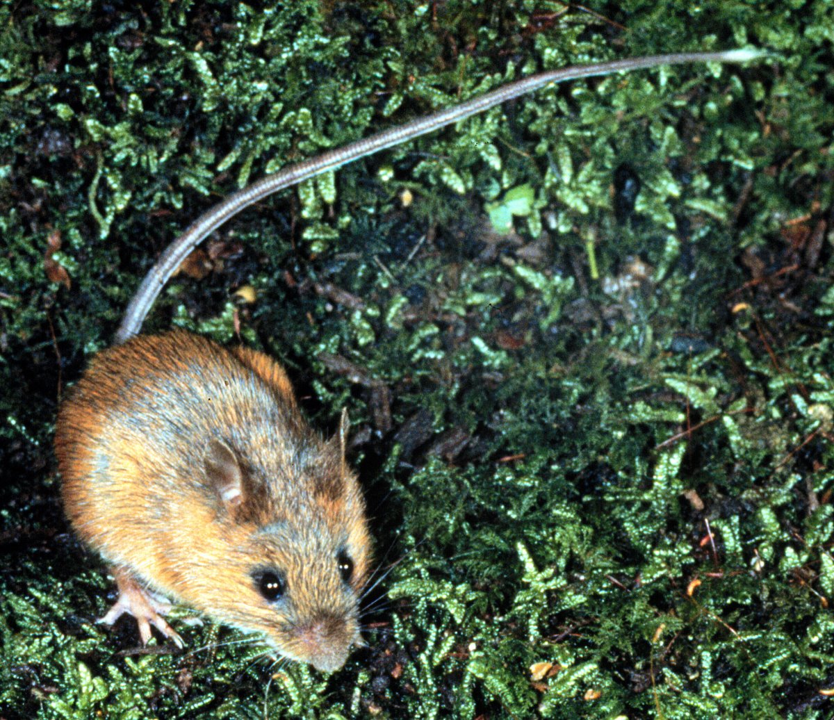 Мышка с длинным хвостом