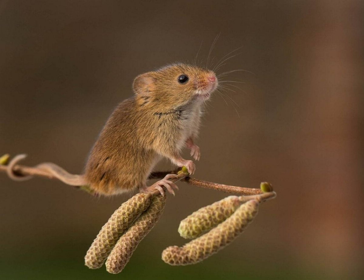 Мышь вид сверху