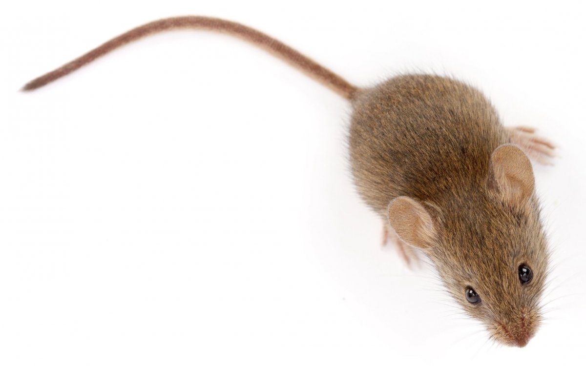 Тушканчик Гептнера