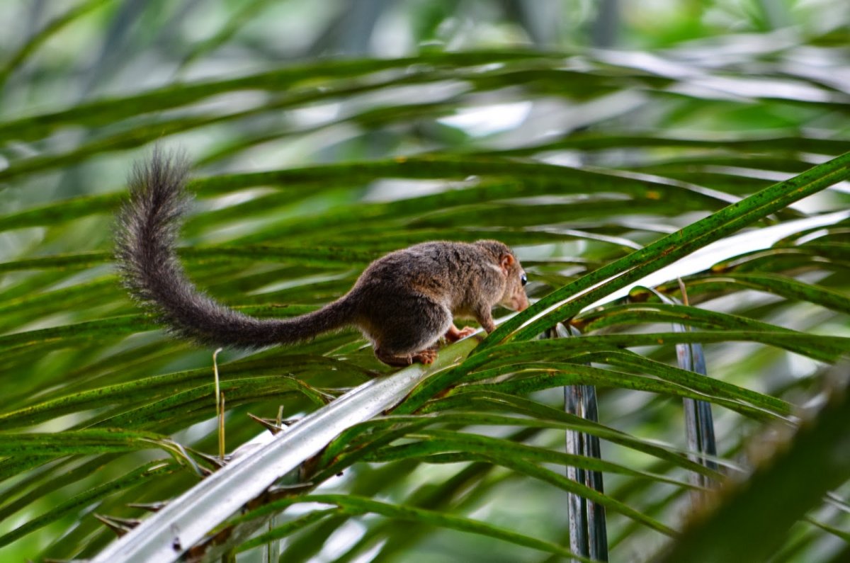 Мышь с длинным пушистым хвостом