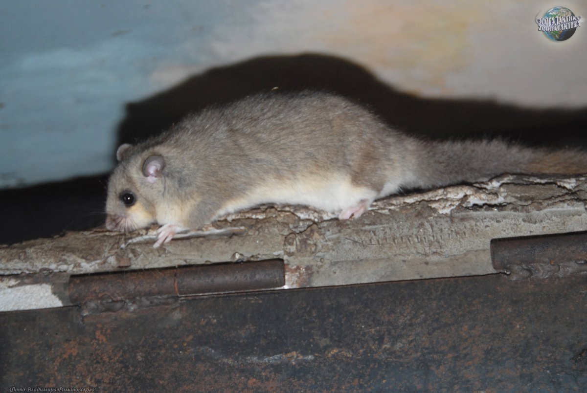 Мышь полевка с коротким хвостом