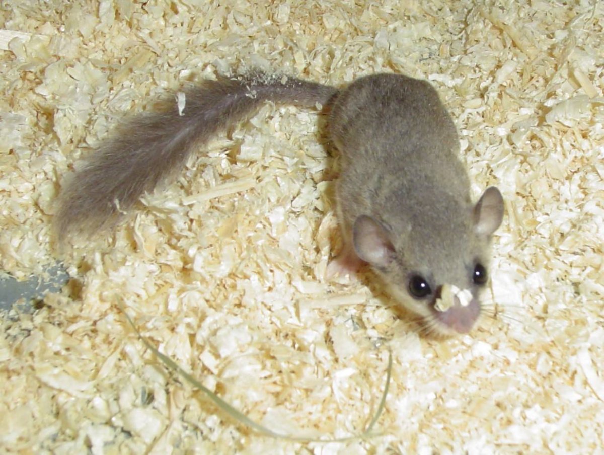 Африканская карликовая Соня