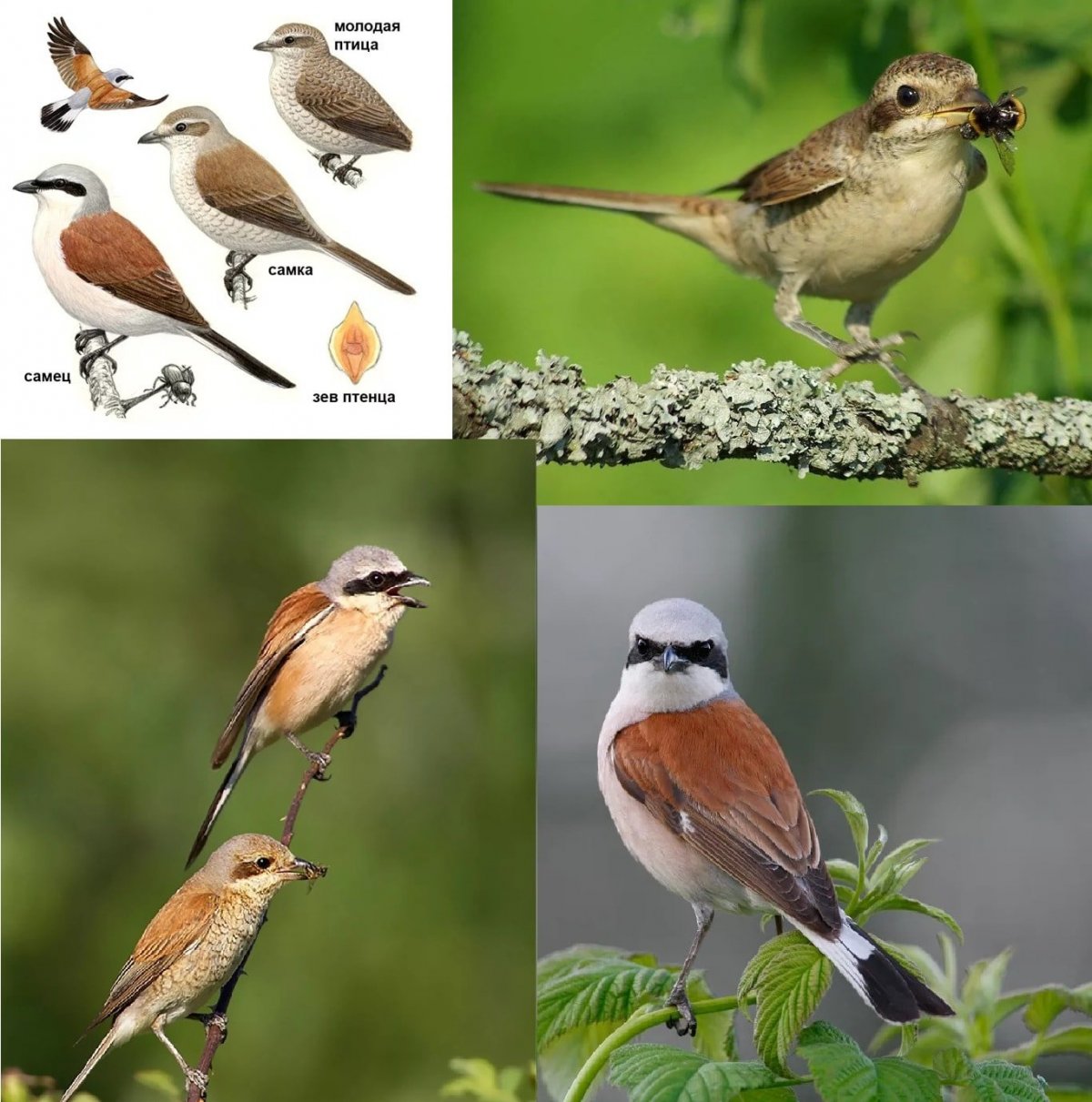 Лесные птицы Южного Урала