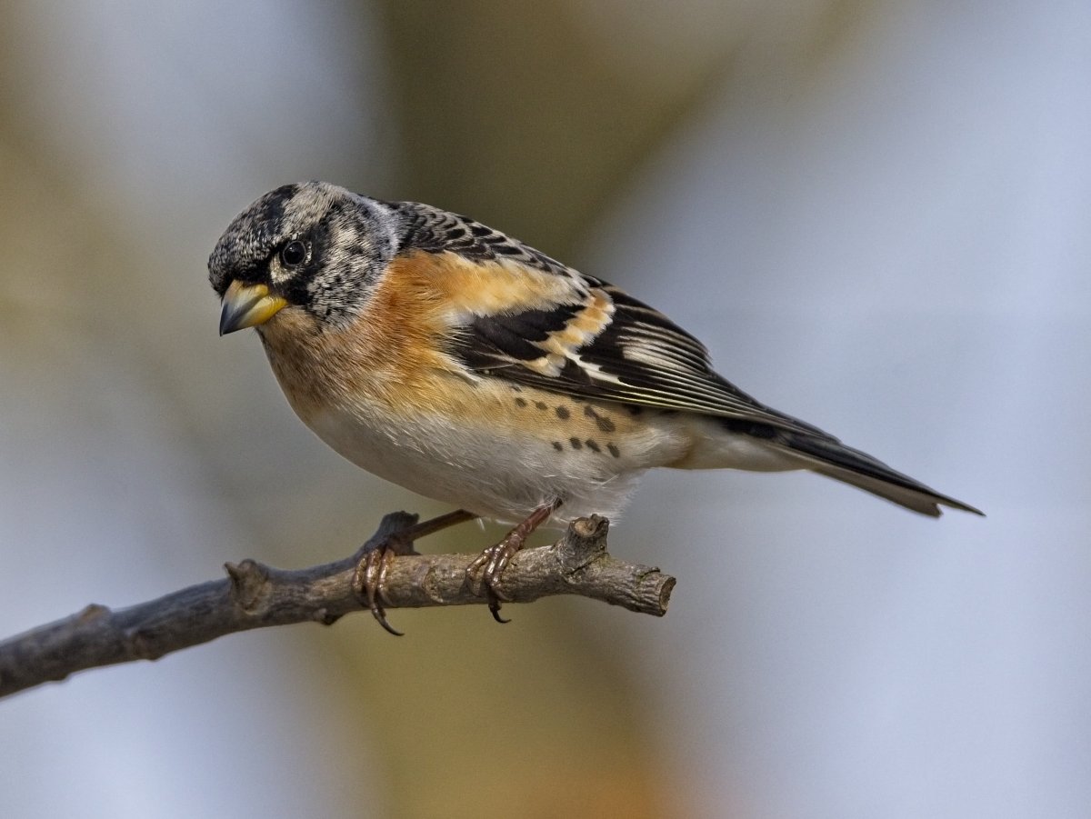 Сорокопутовый свиристель