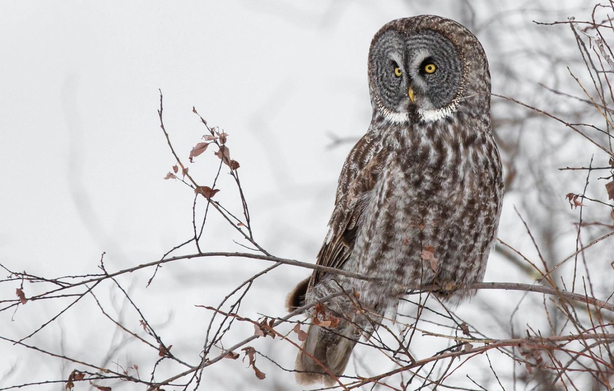 Маленькие птички Южного Урала