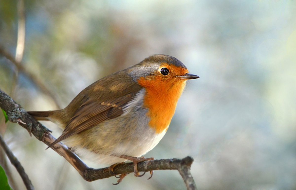 Птицы Урала летом