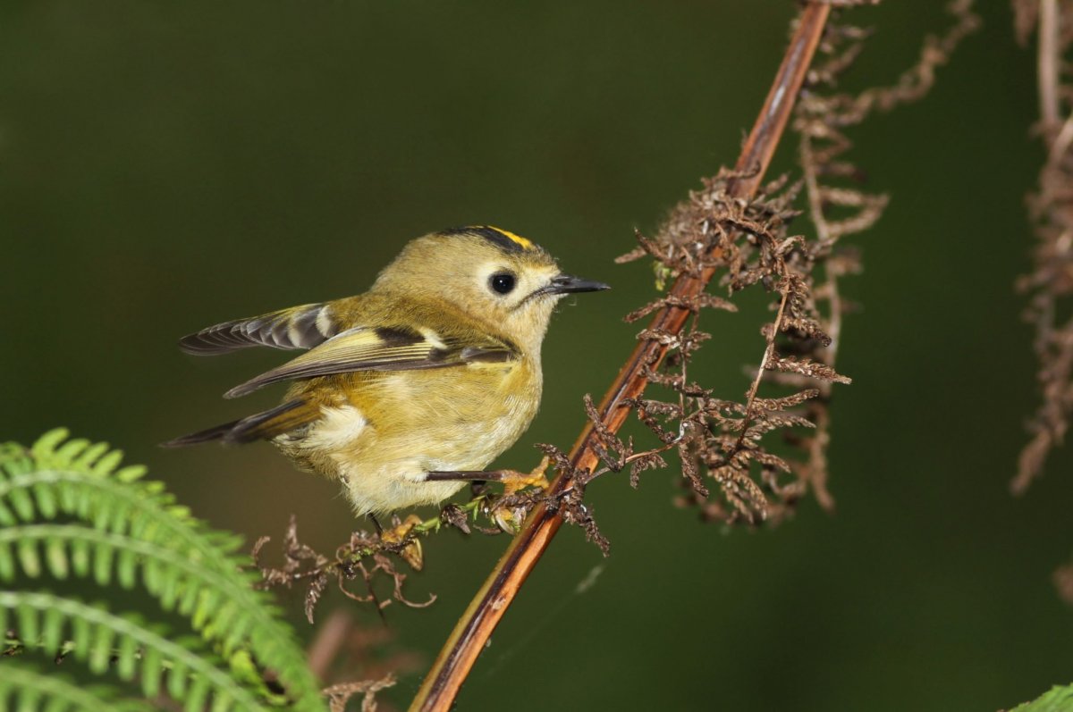 Лесные птицы Южного Урала