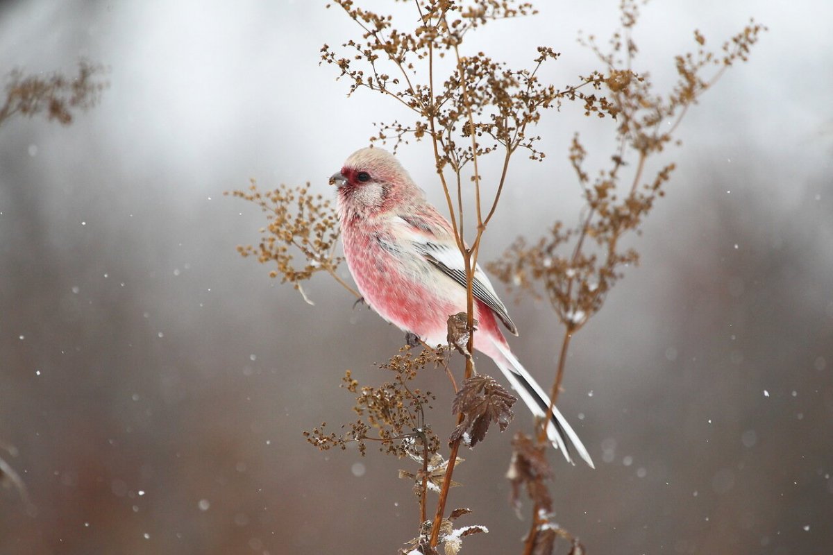 Урагус (длиннохвостая чечевица, длиннохвостый Снегирь) (Uragus sibiricus)