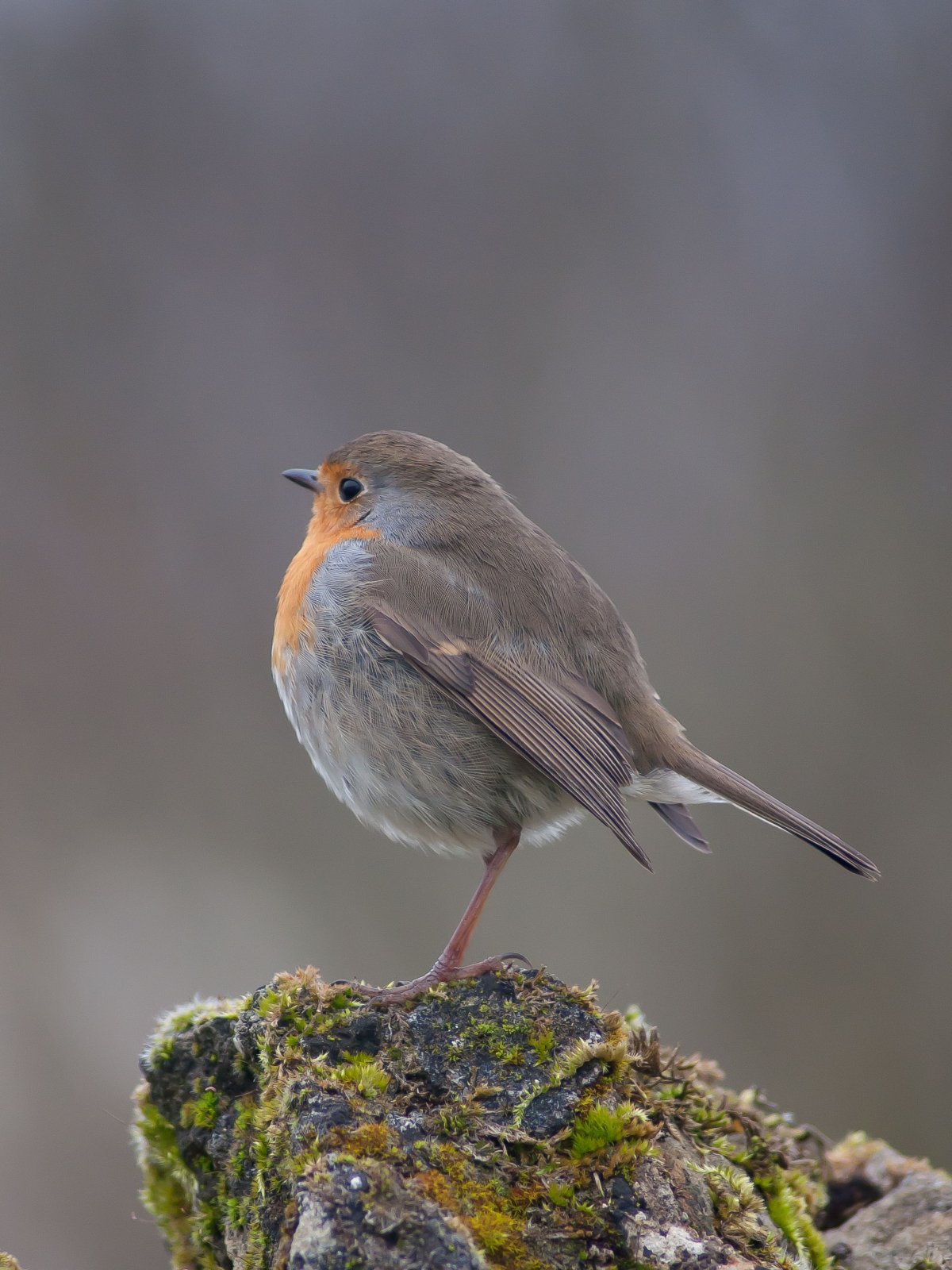 Маленькая птичка