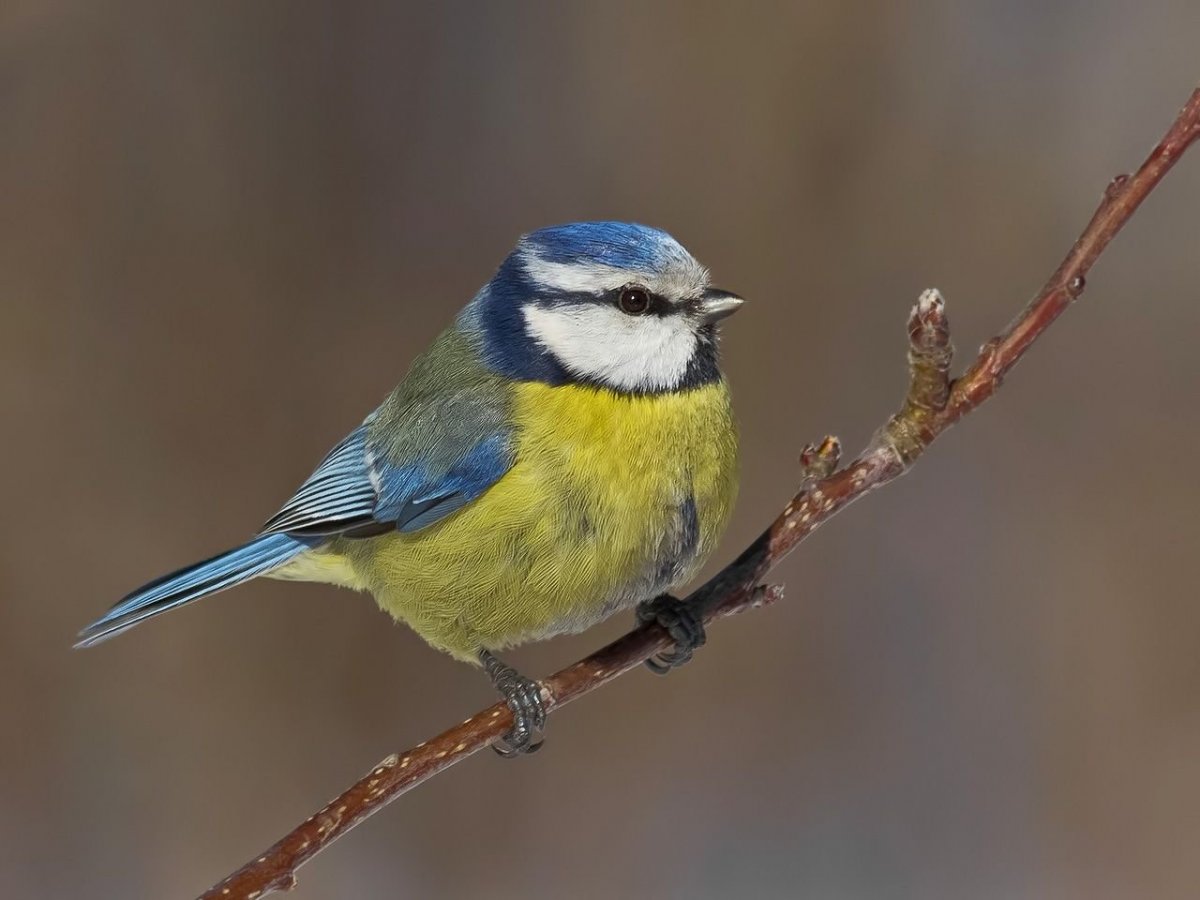 Свиристель зимующая птица