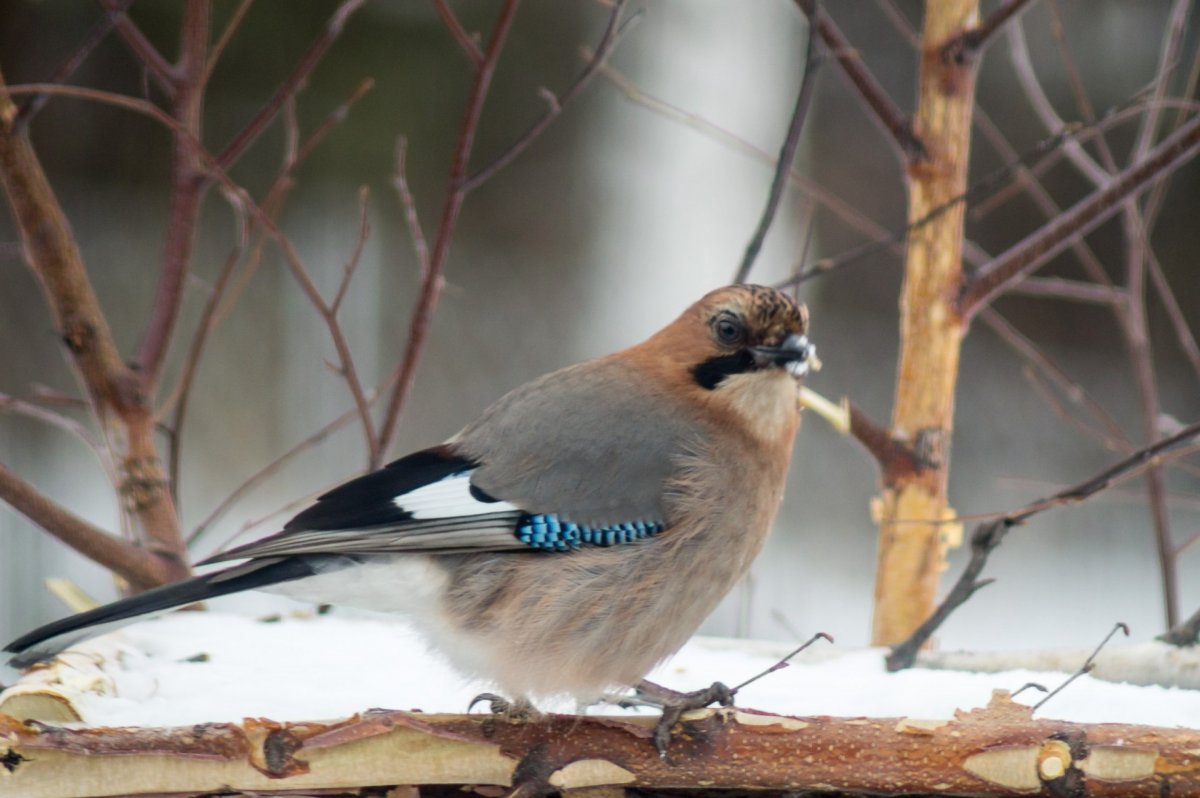 Синица лазоревка фото