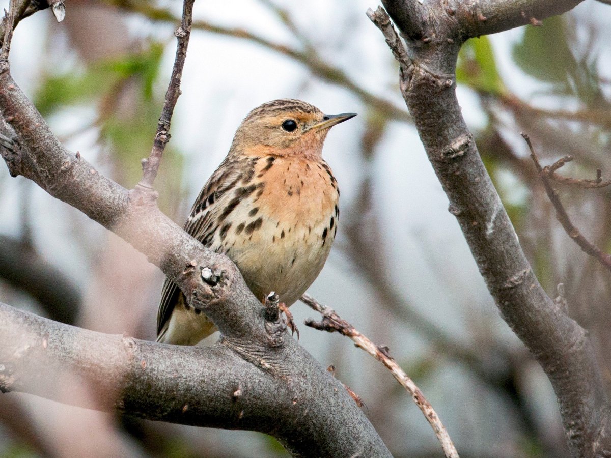 Атлас определитель певчий Дрозд