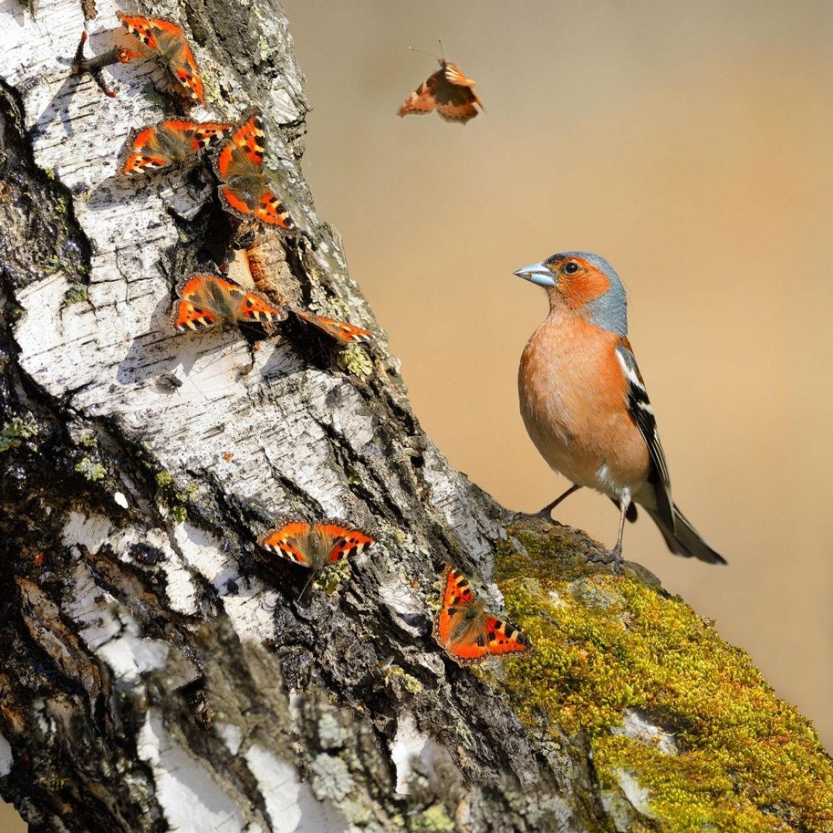 Бледная неясыть