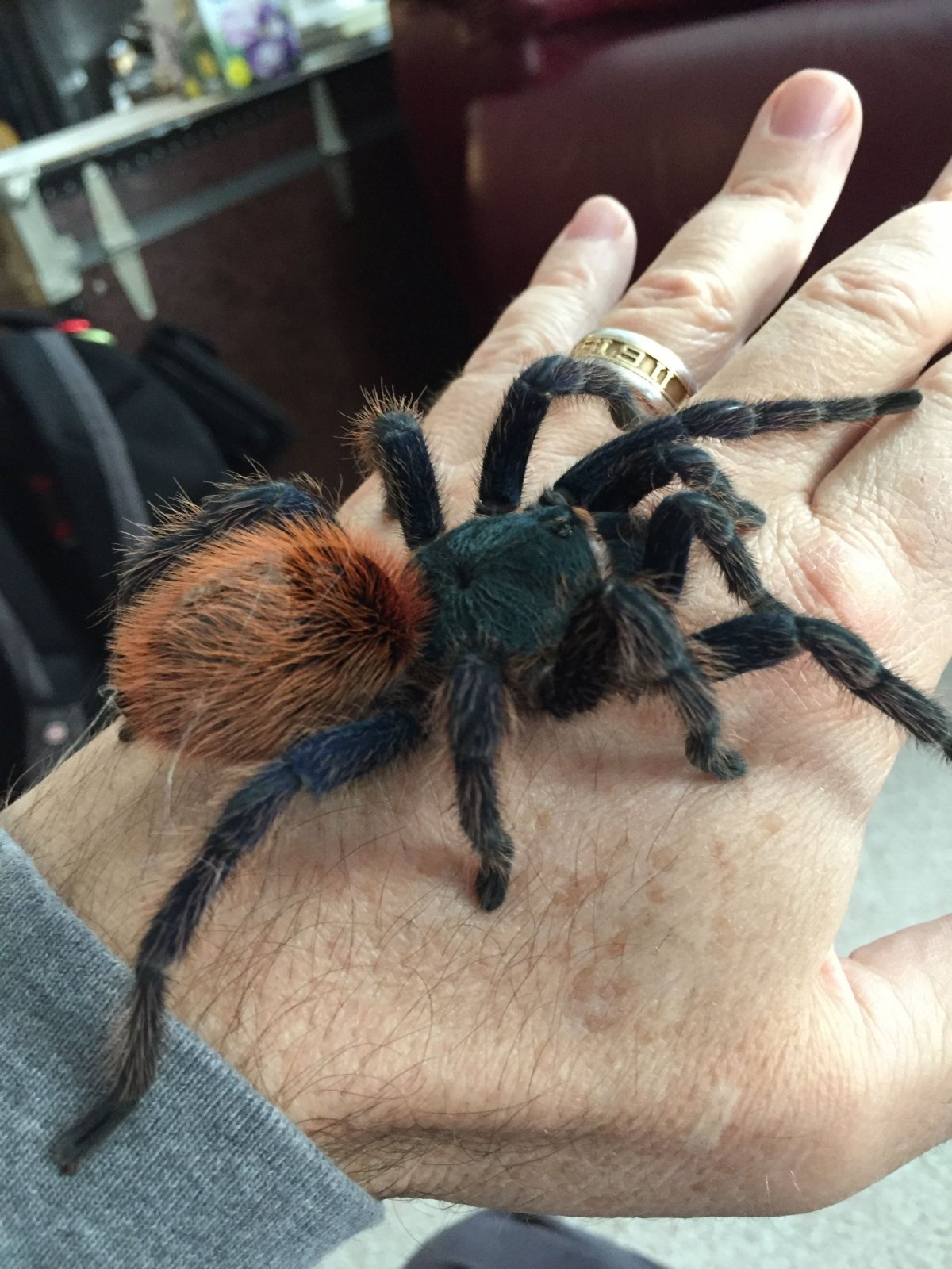 Большой черный паук