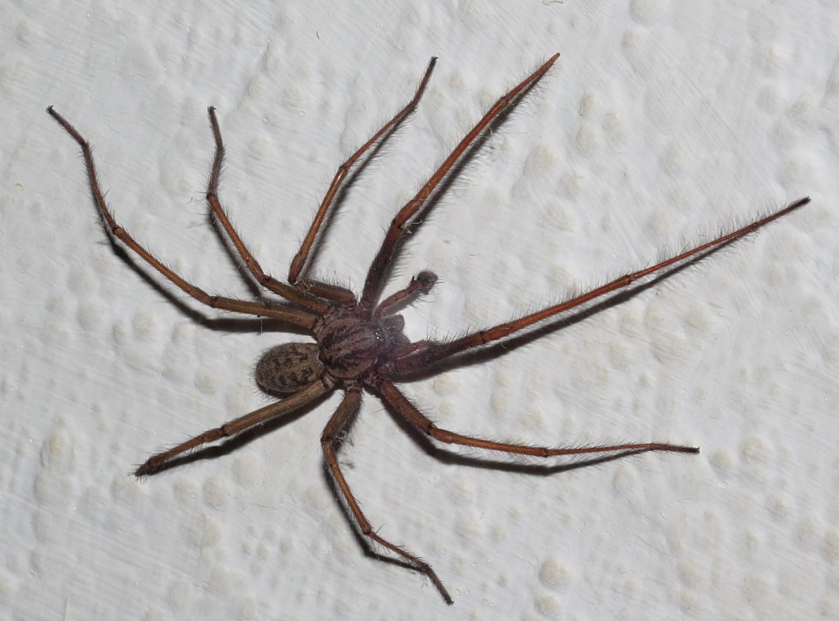 Паук Tegenaria atrica