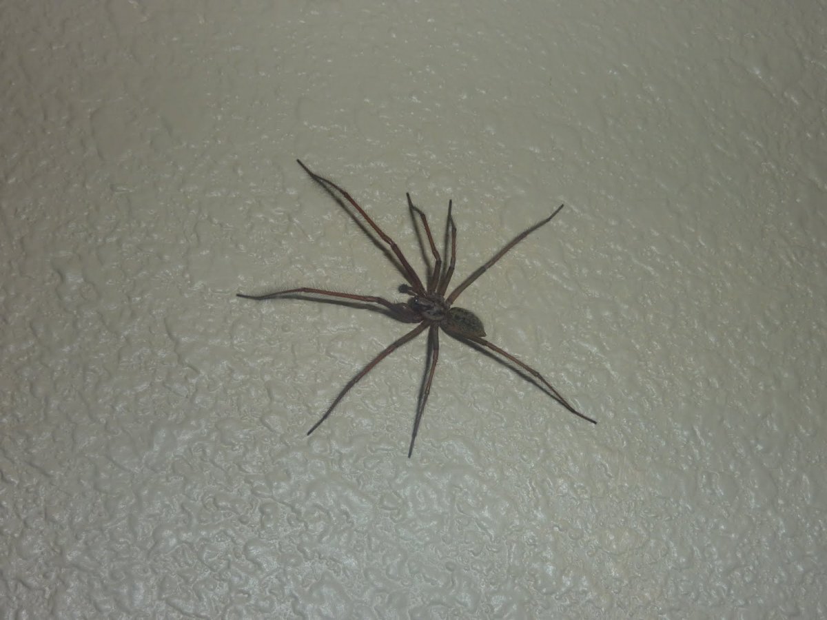 Пауки домашние маленькие