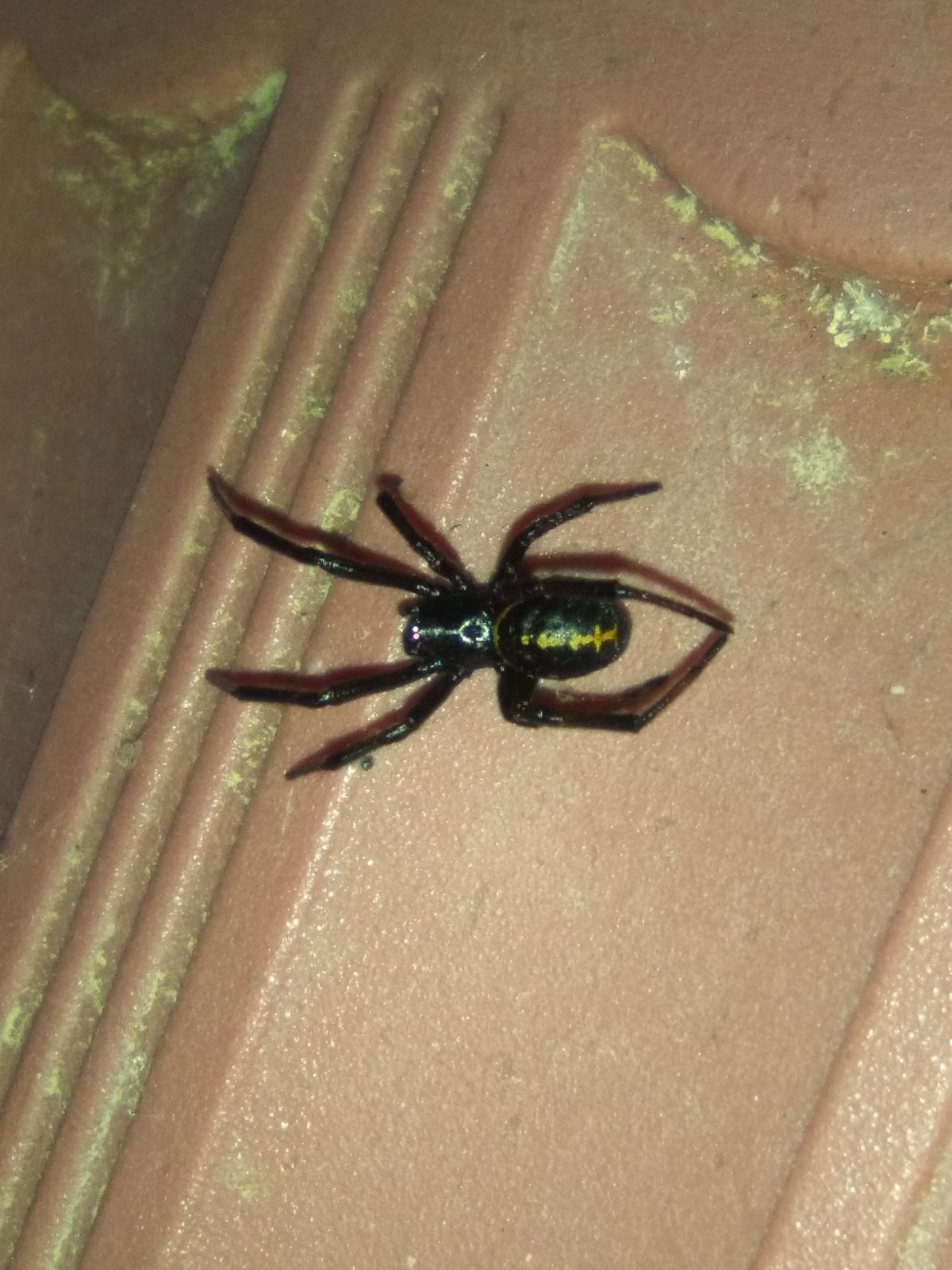 Паук Badumna insignis