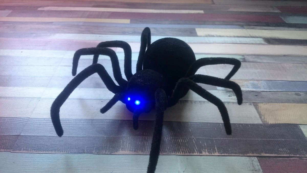 Паук домашний черная вдова