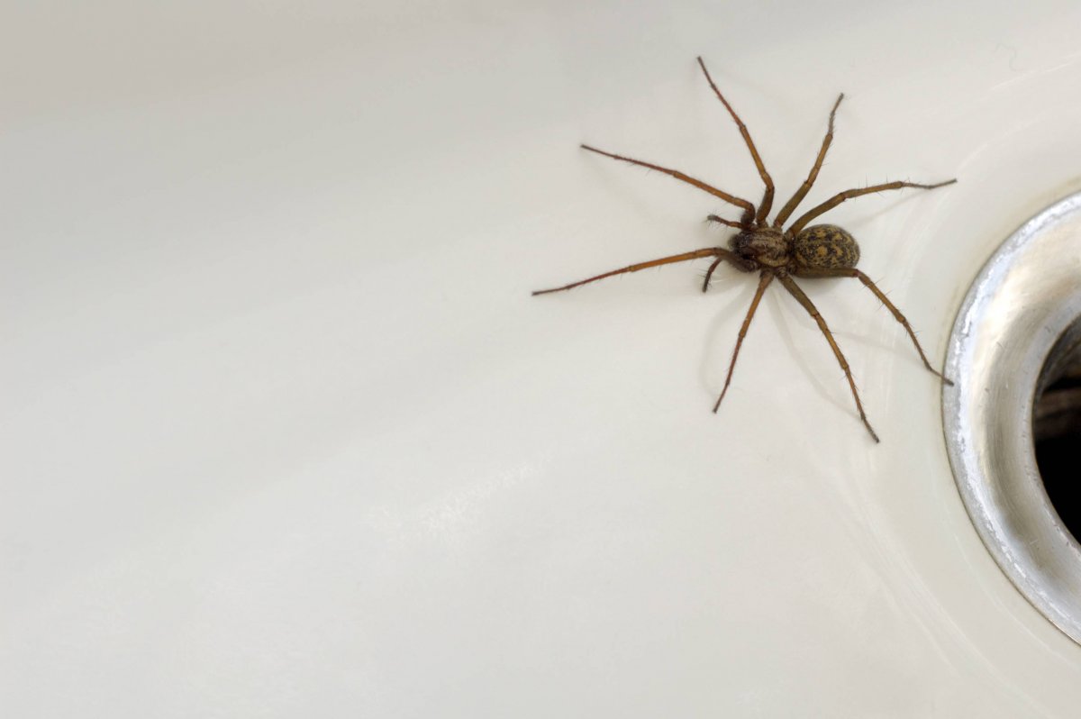 Паук эрезус чёрный