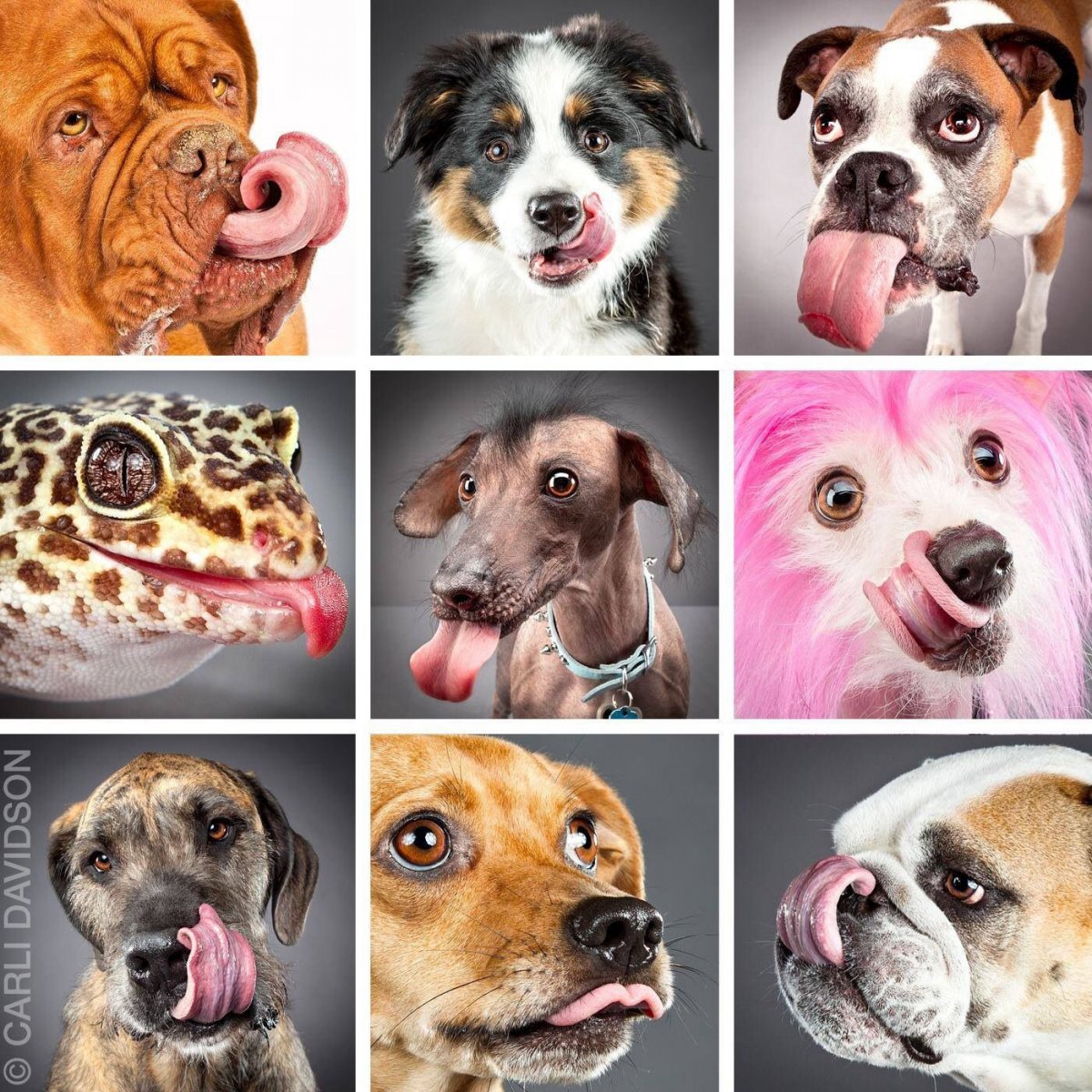 Много мордочек собак