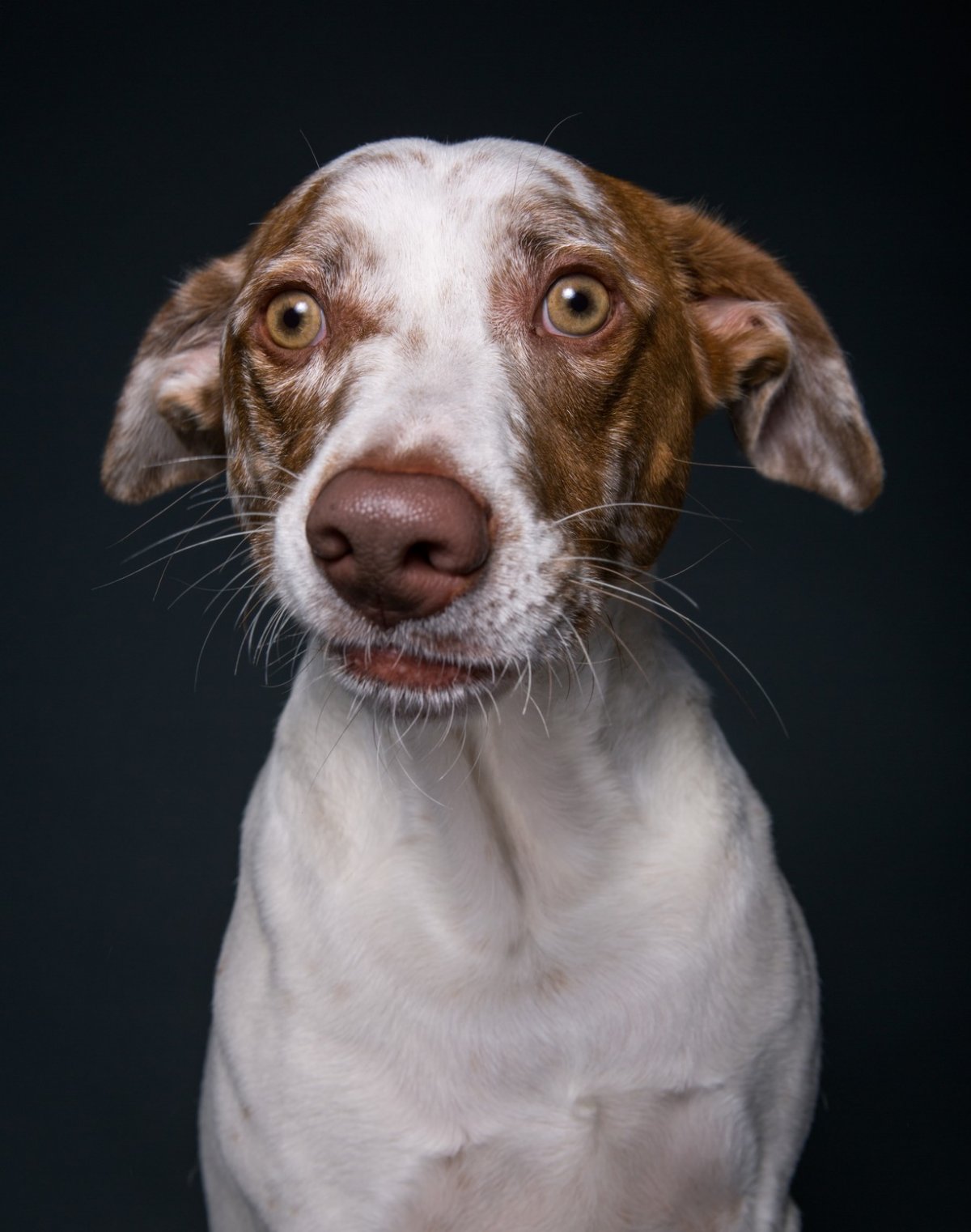 Смешная собачья морда