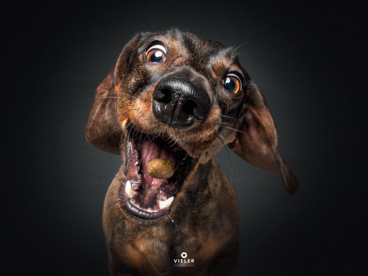 Морда собаки