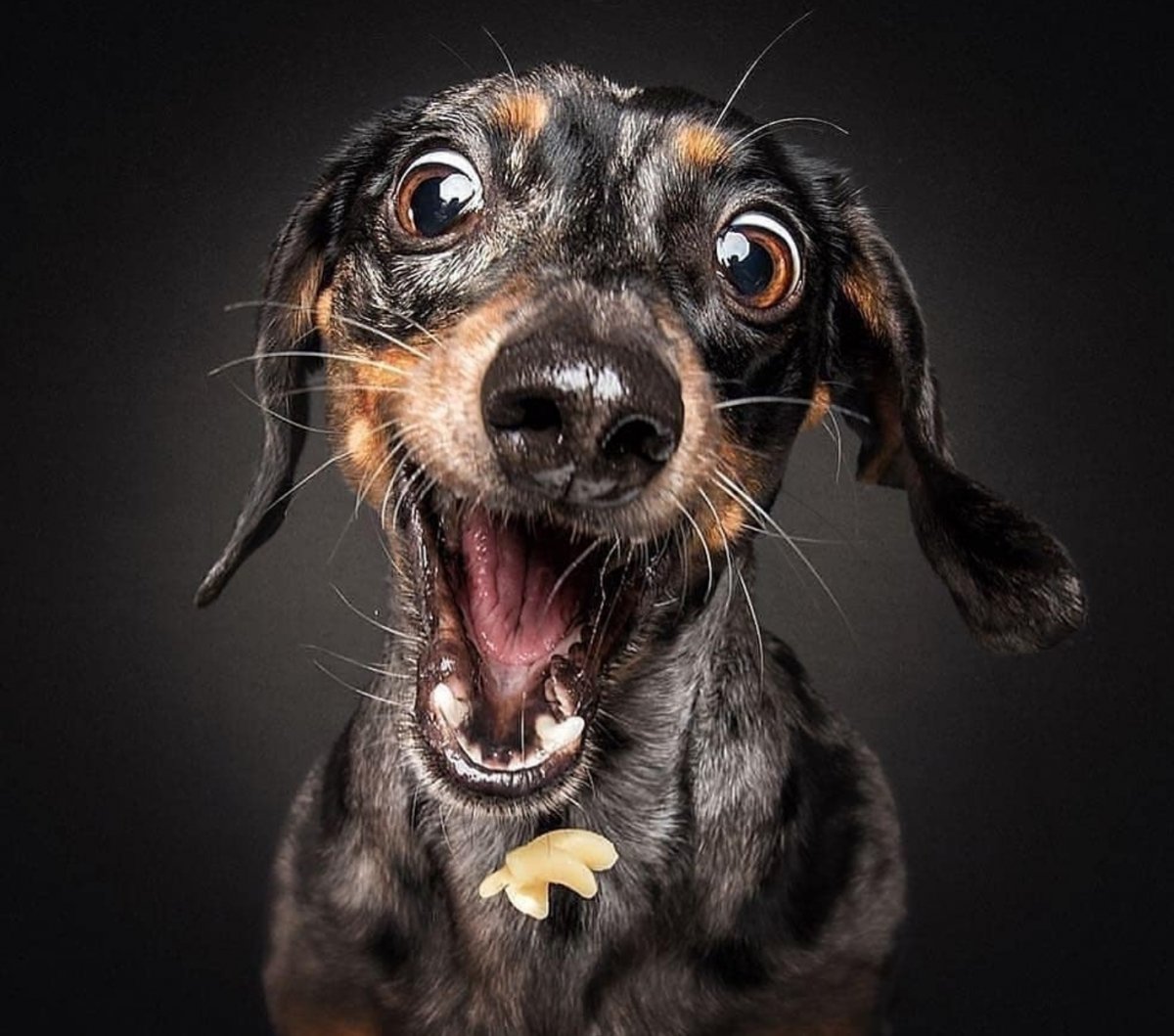 Спасибо за внимание с собакой