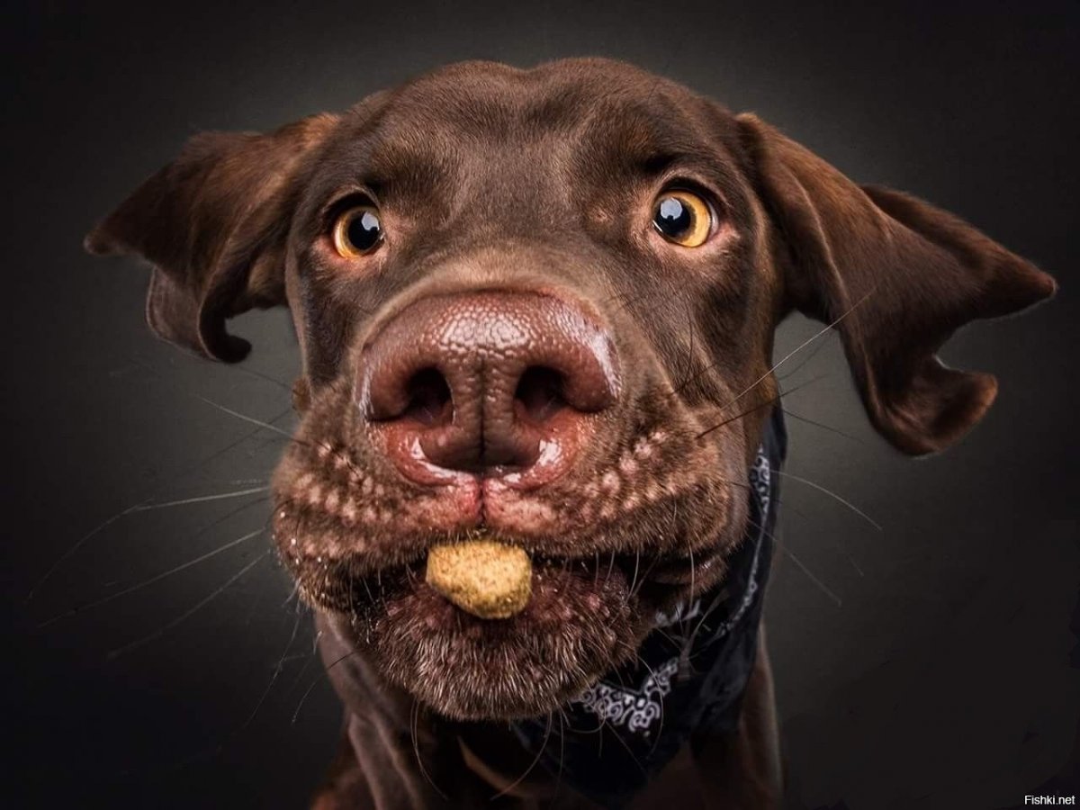 Собака удивление