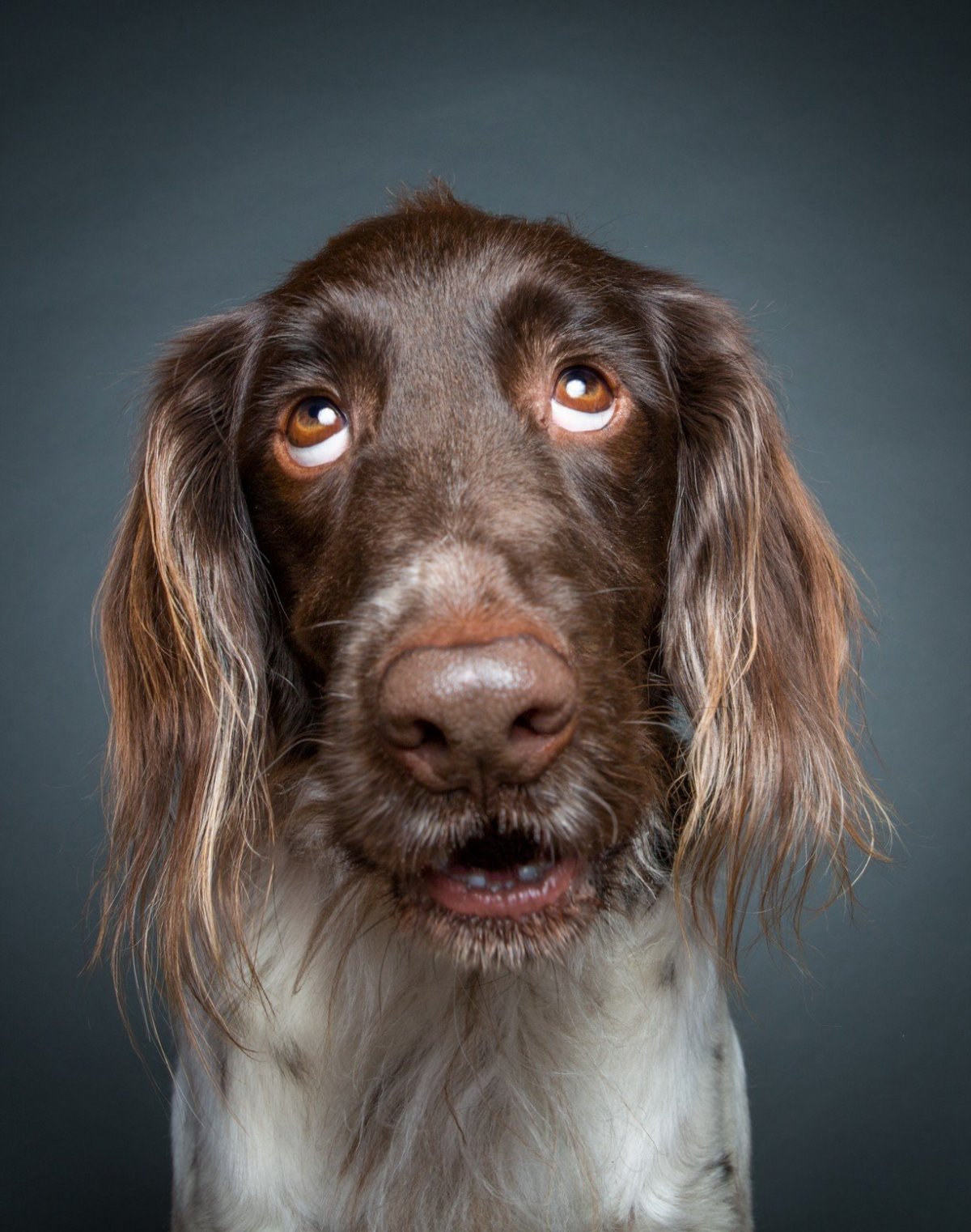 Elke Vogelsang собаки