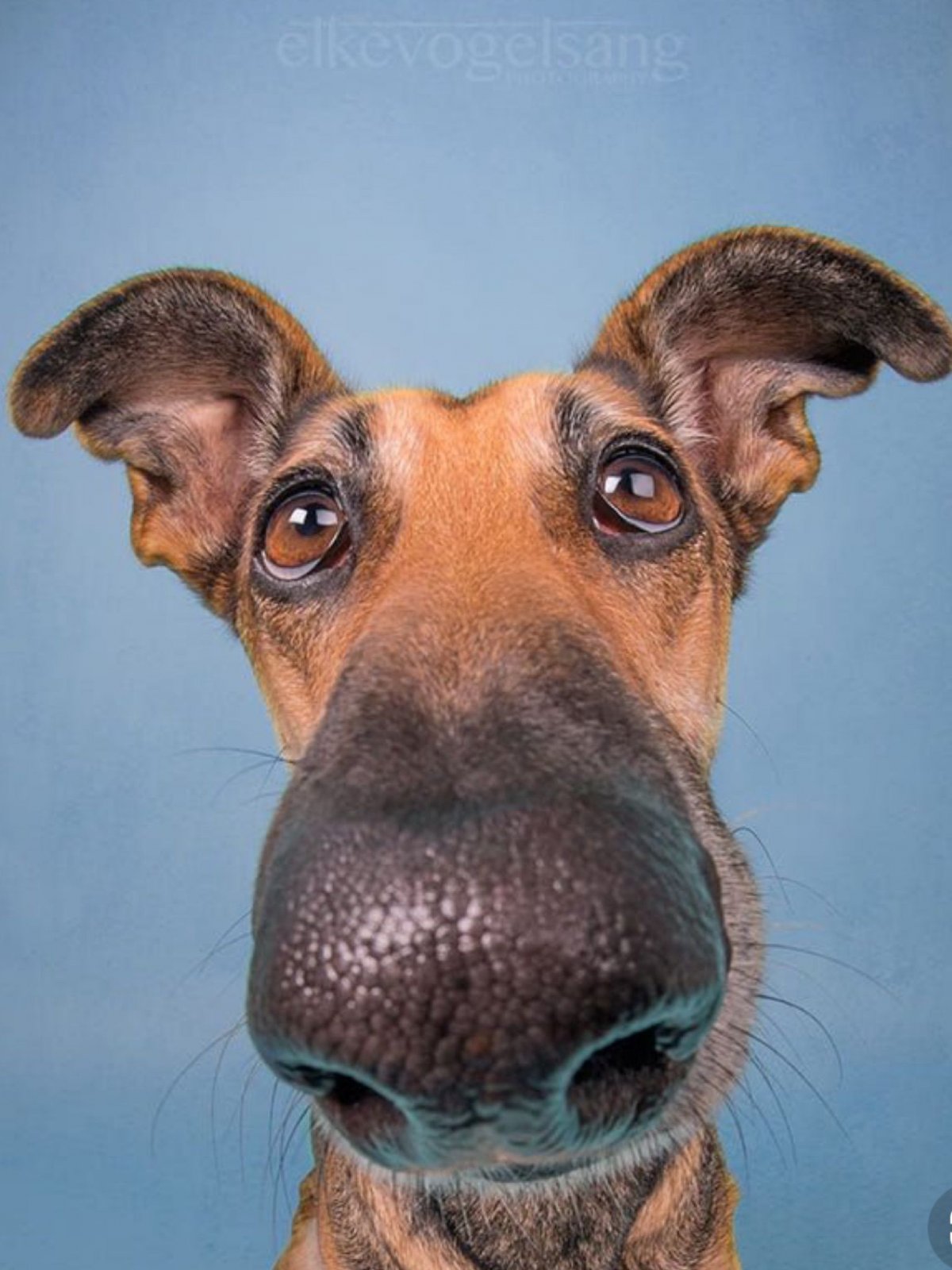 Ржачные морды собак