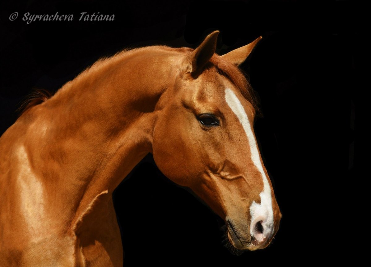 Морда лошади